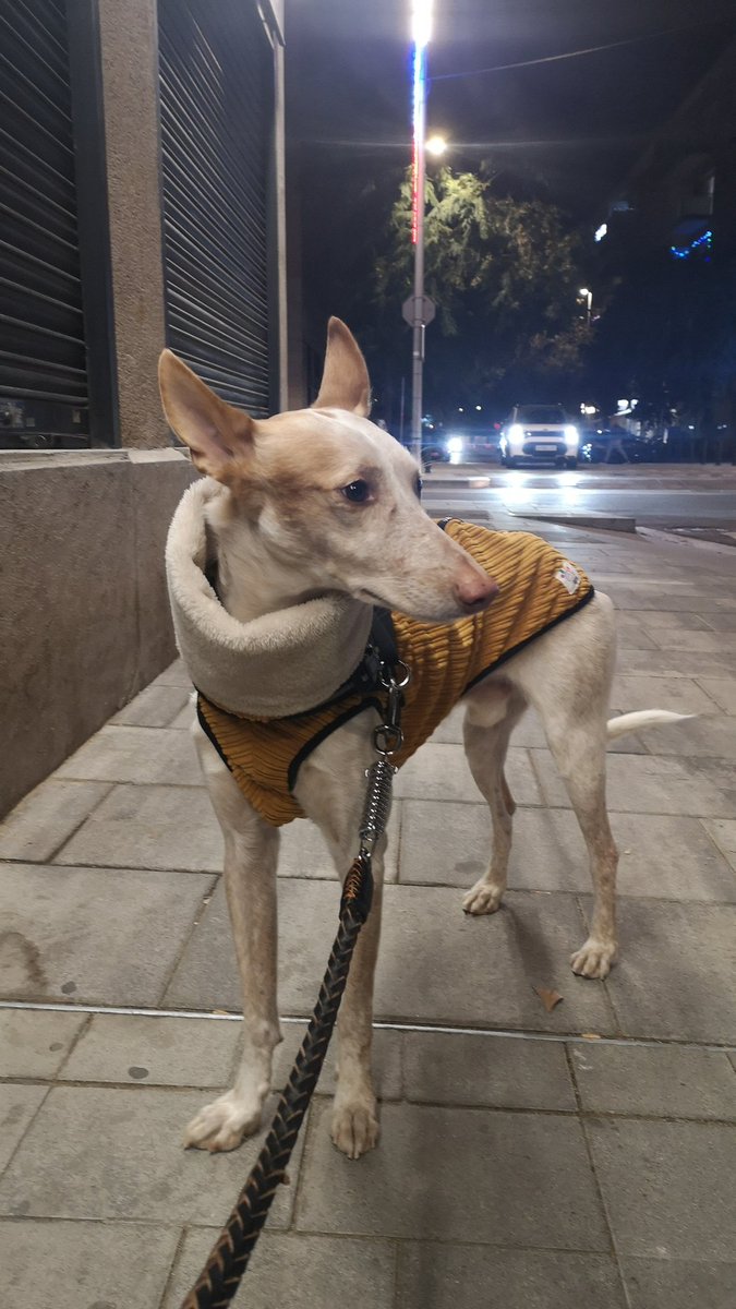 origamicrusade's tweet photo. Dobby the dog #podenco #ibiza  #dog https://t.co/uahEOvzFS4