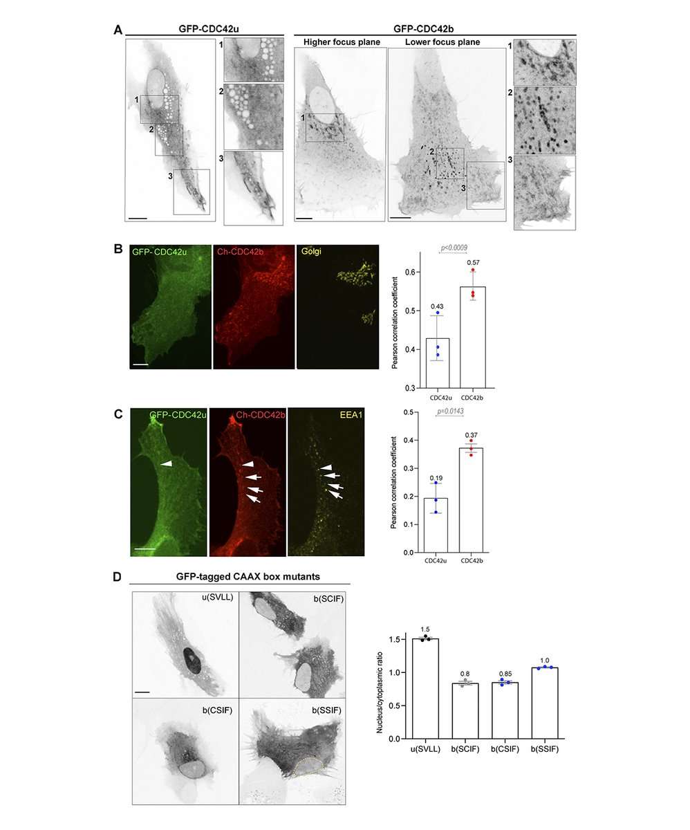Journal of Cell Biology (@jcellbiol) on Twitter photo New study by Ravichandran (<a href="/yamini_ravichan/">@yamini-ravichan.bsky.social</a>), Hänisch, Murra et al. <a href="/etiennemannevil/">Etienne-Manneville Lab</a> lab <a href="/institutpasteur/">Institut Pasteur, since 1887</a> illustrates how the specific subcellular localization of each #CDC42 isoform is responsible for their very different functions. hubs.la/Q02lYb3J0
#Polarity #Migration New study by Ravichandran (<a href="/yamini_ravichan/">@yamini-ravichan.bsky.social</a>), Hänisch, Murra et al. <a href="/etiennemannevil/">Etienne-Manneville Lab</a> lab <a href="/institutpasteur/">Institut Pasteur, since 1887</a> illustrates how the specific subcellular localization of each #CDC42 isoform is responsible for their very different functions. hubs.la/Q02lYb3J0
#Polarity #Migration