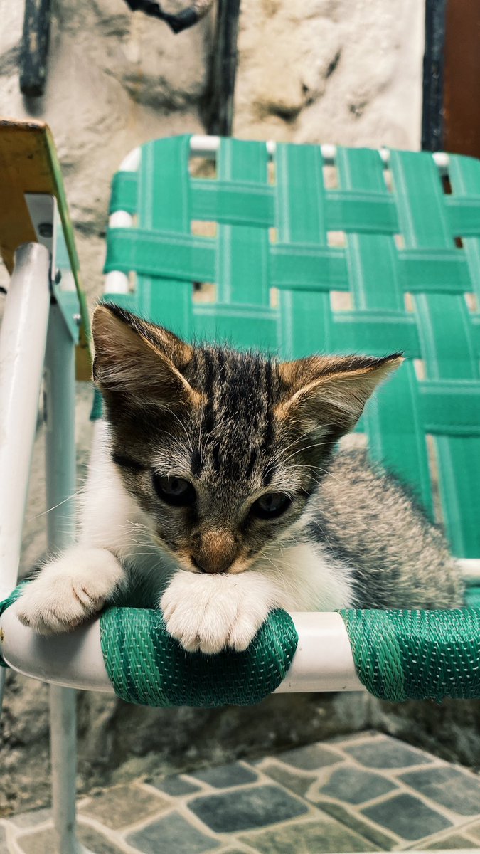 #ENSENADA Gatito macho en adopción responsable y con seguimiento. Súper mimoso 💕 desparasitado y despulgado. Tiene 3 meses aprox