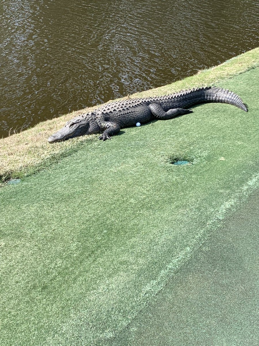 frank arko tweet media