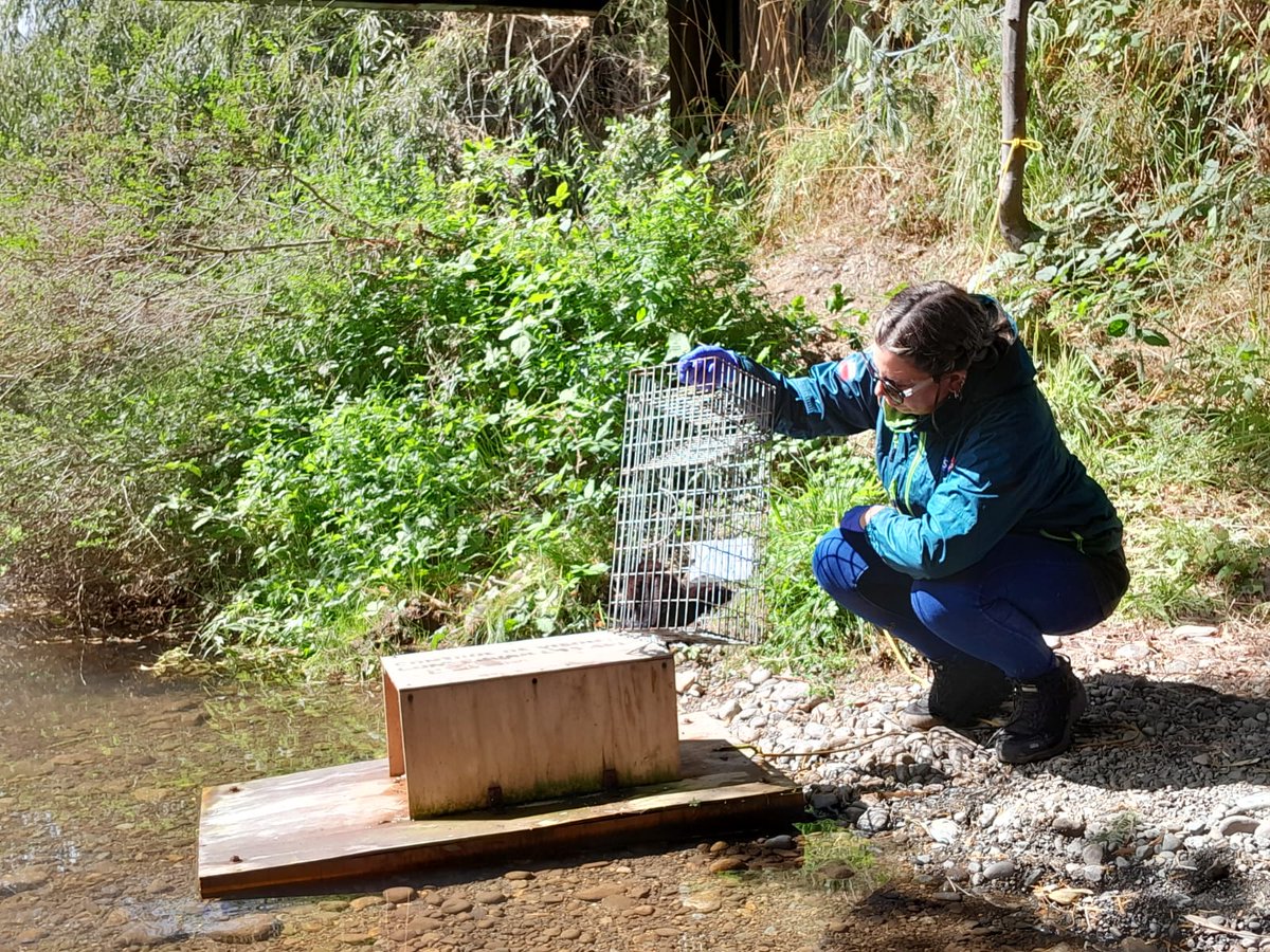 El visón es un animal dañino que afecta gravemente la conservación de la fauna silvestre y el desarrollo de la pequeña agricultura. Por ello, <a href="/sagchile/">SAG</a> #LosRíos trabaja en el control comunitario del visón. 
Para participar del programa, escribe a contacto.losrios@sag.gob.cl