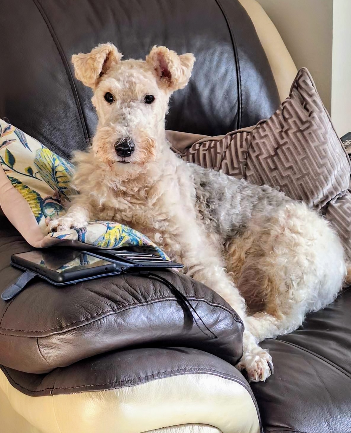 Fox terrier jumper cheap