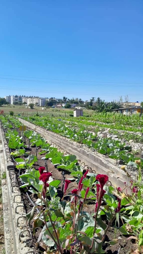 ETurruellas's tweet photo. Se fortalece el organopónico #Ingenieria1 y #ElVial del Municipio #PinarDelRio con un proyecto de Coolaboracion gestionado por @MINAGCuba, #AUSUF, #ACTAF @FAOCuba y @MinEnergia. @YdaelB @MINAGCuba @MMarreroCruz @JorgeLuisTapiaF @AsambleaCuba @RamnAguilarBet2 https://t.co/GpHRQuyjQ4