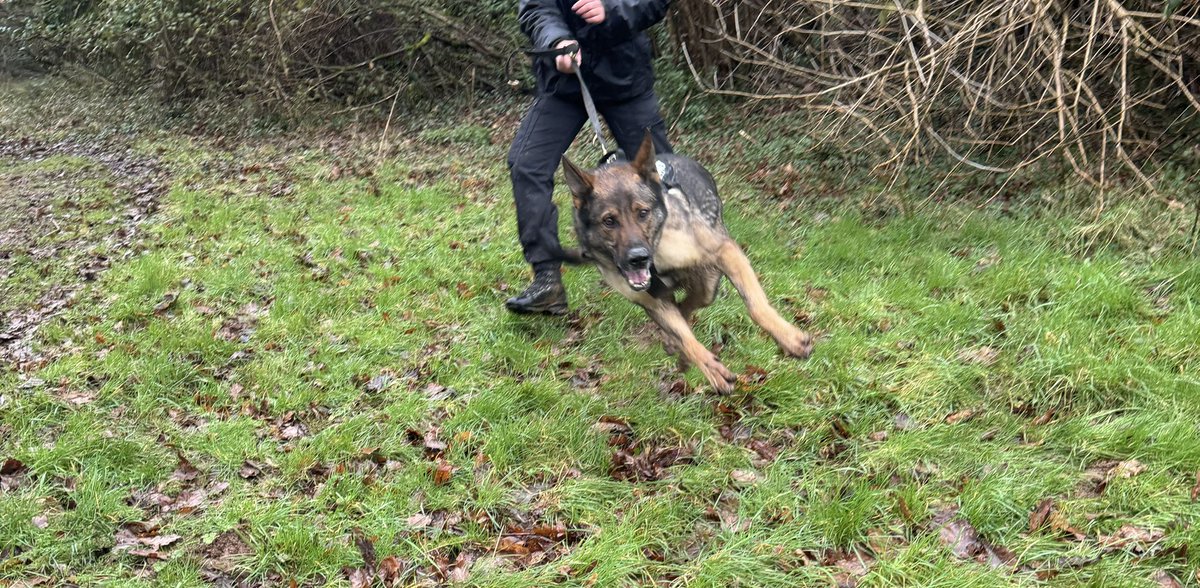 PD Tank and his handler are representing @dorsetpolice at Regional Police Dog Trials this weekend held by @ASPolice @ASPoliceDogs All teams have started the weekend off with some crowd control, we wish PD Tank the best of luck 🐾 #dorsetpolice #policedogs #GSD #GPD