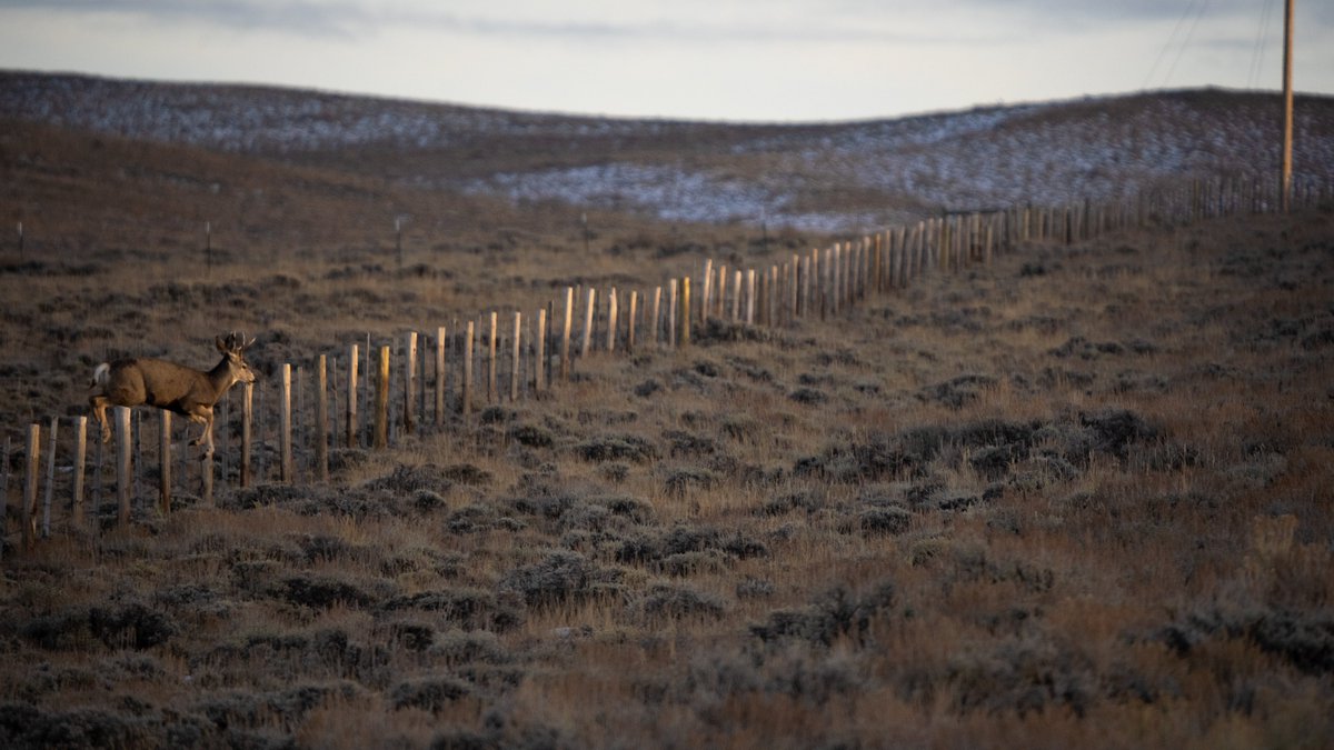 A new USDA-NRCS Technical Note, published in December 2023, is helping guide efforts to reduce impacts from fences on big game. wlfw.org/wp-content/upl…