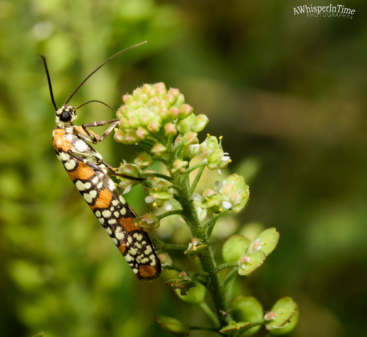 AWhisperInTime's tweet photo. Beautiful coloring
#MacroPhotography #Macro #MacroPhoto
#BelowTheKneesPhotography #TheWorldBeneathYourKnees #ExploreTheWorldBeneathYourKnees
#NatureIsBeautiful #Nature #NatureLover
#FallinLoveWithNature #LearnToLoveNature #ExploreNature #ExploreTheWorld #EmbraceNature #MotherNature #EnjoyNature #EnjoyTheOutdoors #Outdoors #Hiking #Hikingtrails #HitTheTrail
#Photoging #Photography #Photographer
#NaturePhotography
#XNaturePhotography #XNatureCommunity
#DelRio #Texas
#Happiness #Peace #GypsySoul