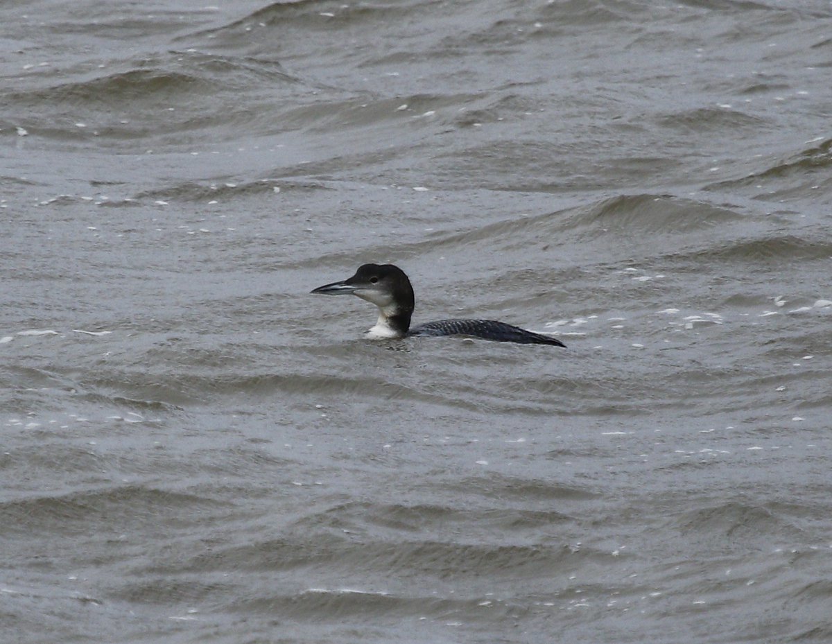 Stuart Line Cruises (@stuartlineexm) on Twitter photo A damp start but the birds and our birders don't mind the conditions with plenty on show this afternoon. Avocets, both Godwits, Hundreds of Golden Plover, Oystercatcher and Dunlin plus Great Northern Diver, 6 Eider Duck, and distant Cattle Egrets. <a href="/RSPBExeEstuary/">RSPB Exe Estuary & Darts Farm</a> <a href="/DevonBirds/">Devon Birds</a> A damp start but the birds and our birders don't mind the conditions with plenty on show this afternoon. Avocets, both Godwits, Hundreds of Golden Plover, Oystercatcher and Dunlin plus Great Northern Diver, 6 Eider Duck, and distant Cattle Egrets. <a href="/RSPBExeEstuary/">RSPB Exe Estuary & Darts Farm</a> <a href="/DevonBirds/">Devon Birds</a>
