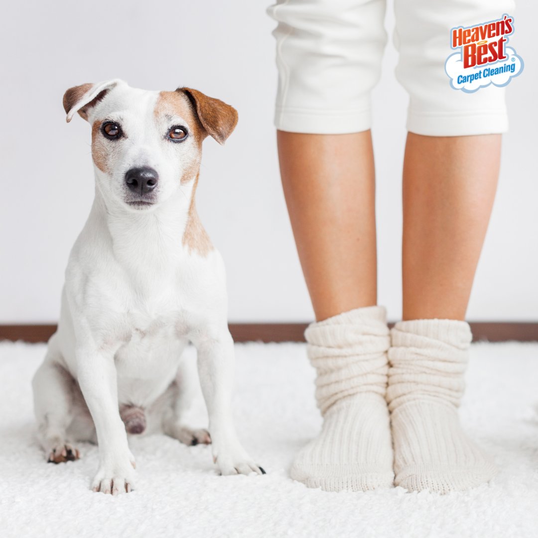 Carpets looking a little ruff? 🐾🐕 Call Heaven's Best to schedule your professional cleaning today - DRY IN ONE HOUR!

BOOK ONLINE NOW: heavensbestlincoln.fittlebug.com
💻: heavensbestlincoln.com
📞: (402) 475-4747

#heavensbest #lincoln #lincolnne #beatricene #bestoflincoln