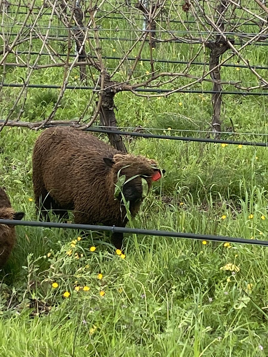 ChimneyRockWine's tweet photo. Our furry friends have been helping get those weeds! #Sustainability #napagreen #regenerativefarming https://t.co/tHKcBRq7OB