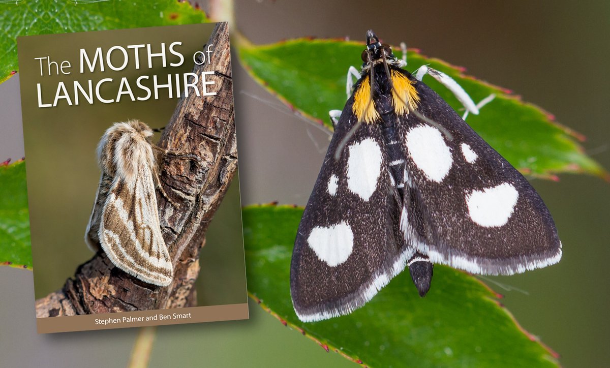 The MOTHS of LANCASHIRE by Stephen Palmer & Ben Smart covers 1570 moth species & has over 2500 photographs within its 672pp - pre-pub offer now on bit.ly/3S2k71D - order by 1 MAY & SAVE £8 on published price @tanyptera @Lancswildlife @savebutterflies @Moth_Lady