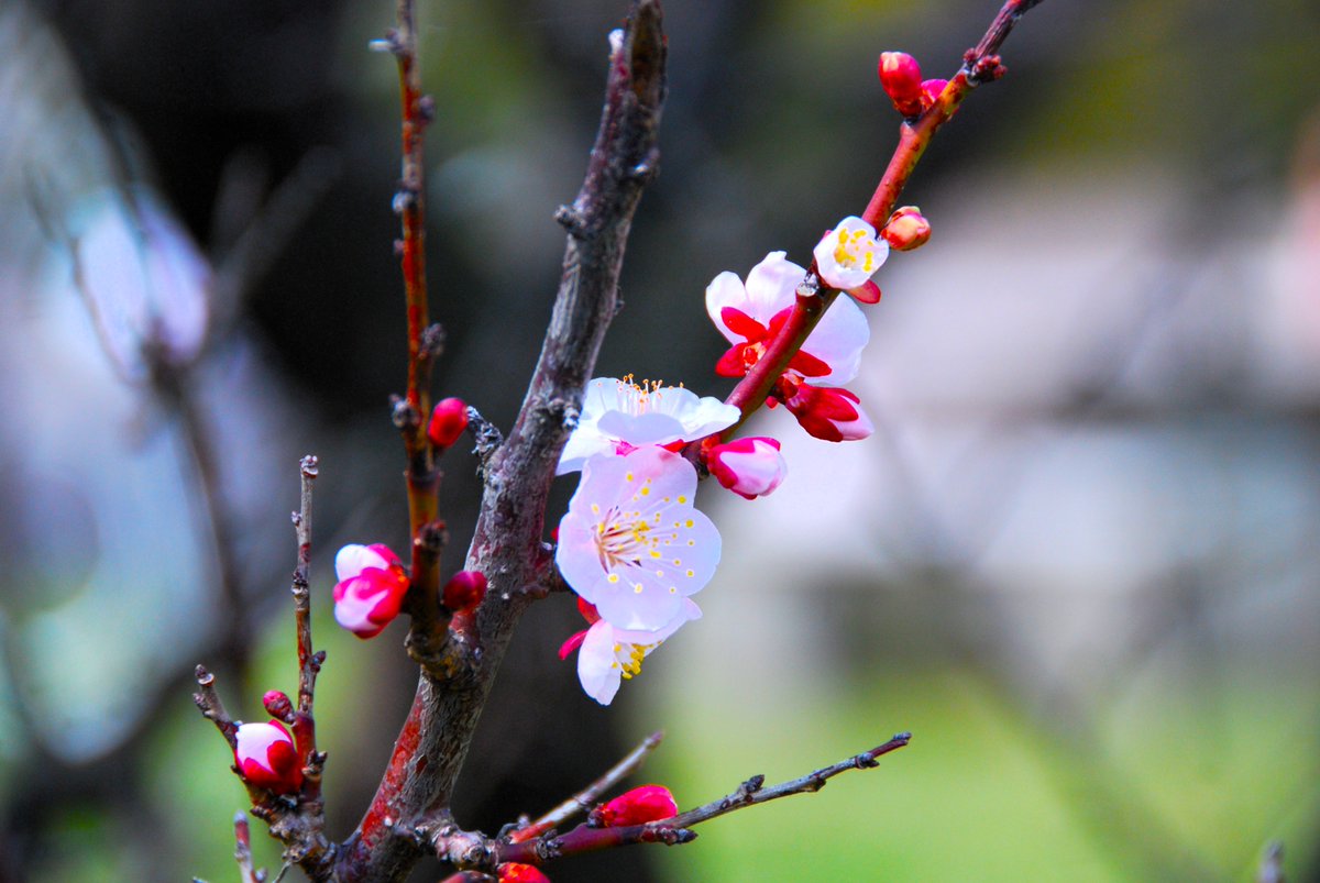 おはようございます💕
亀戸天神の梅まつり
～春を求めて 散策～
【散策～湯島天神～亀戸天神等】003

★23日の天気 - 関東の平地でも積雪のおそれ　積雪による交通機関の乱れなどに注意（22日19時更新）

★岸田総理「心強く思う」 株価が34年ぶり史上最高値更新で