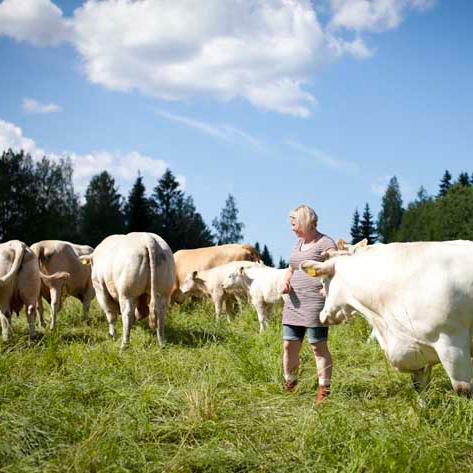 Luomutila Siiriäinen tukee Antonin matkaa raviurheilussa kohti unelmia, ammattilaisuutta, yrittäjyyttä 💎
Charolaislehmien luomulihaa Hirvensalmelta. Luomuviljelyä. Metsä- ja perinnebiotooppilaitumia. 
#ravit #yrittäjyys #luomu