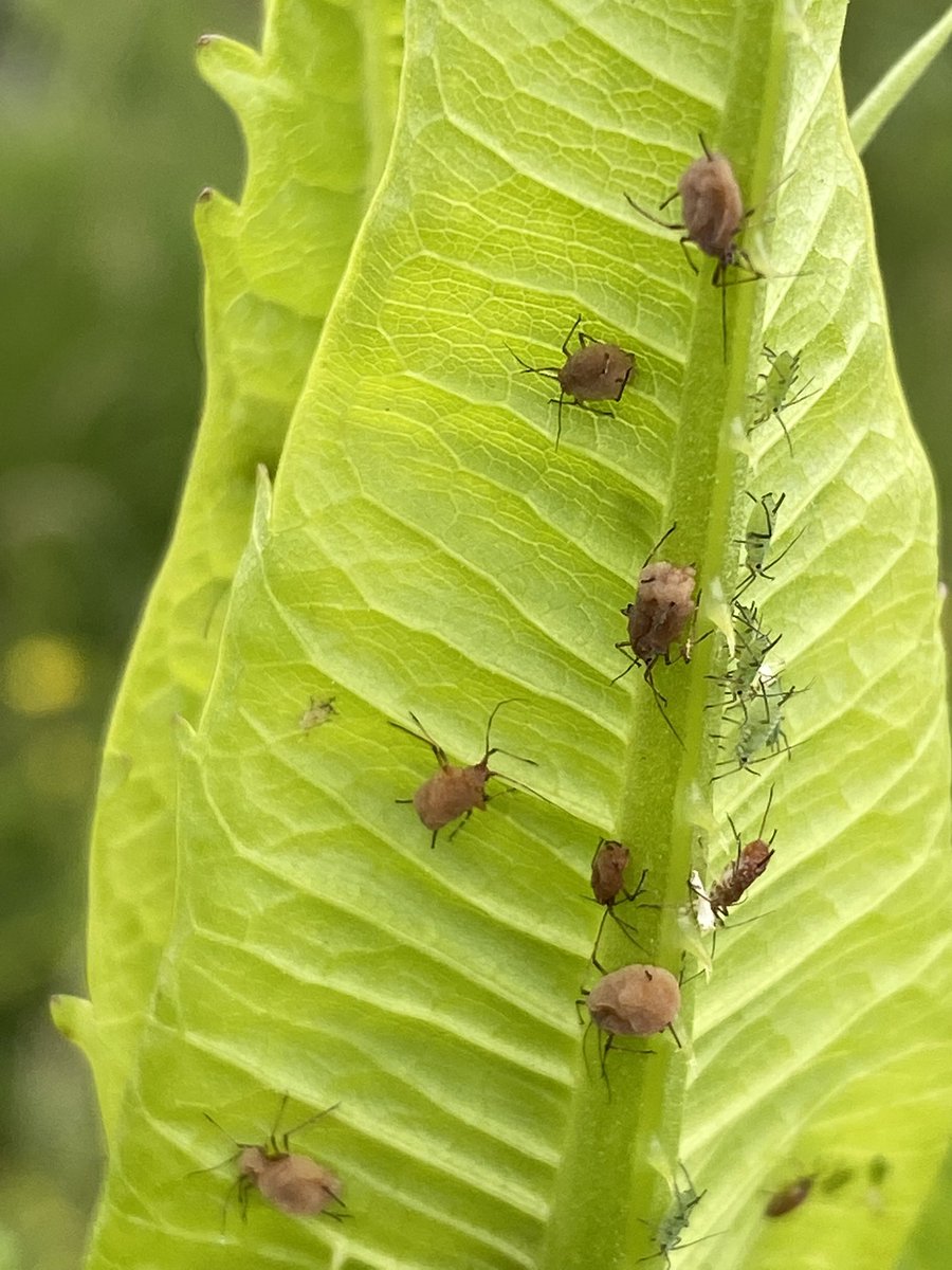seed_ball's tweet photo. There are over 500 different species of aphid in the UK. These little critters are food for birds and bugs. Taking out the smallest one impacts everything else in the food chain. Attract natural predators, like ladybirds and lacewing by growing wildflowers.
#insectsmatter https://t.co/WsHLsW9pYW