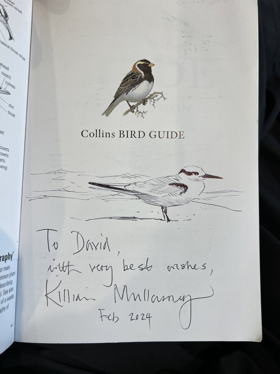 OH look at that!!! Thank you Killian a bonus for the @SoundApproachUK day at @CareysSecret #SaunderssTerns #fwendz #ornithology