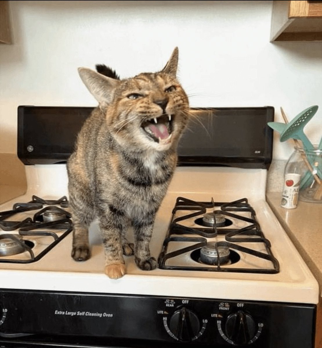 DontShowYourCat's tweet photo. WHERES MY FOOD?! https://t.co/aQDvWqVkSG