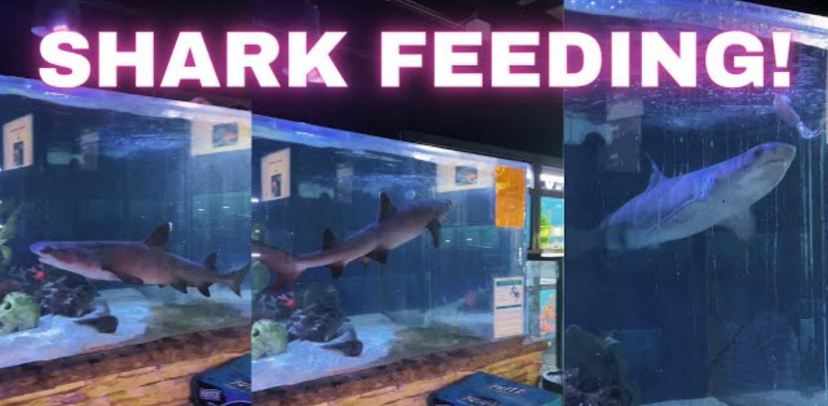 SHARK FEEDING!

Link to video: 
youtu.be/joednTp39dg

#shark 
#SharkAttack 
#aquarium
#fish
#fishtank