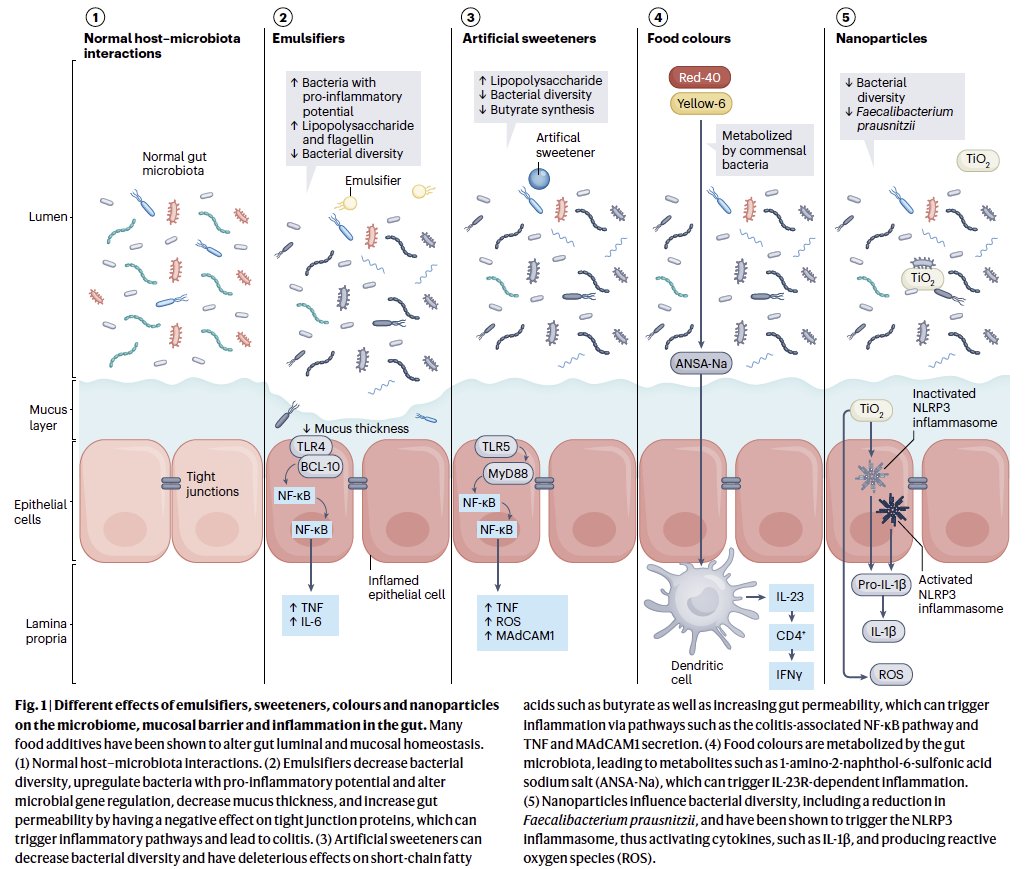 What do #FoodAdditives do to our gut?

Mostly pre-clinical (in vitro, animals)

<a href="/AaronBancil/">Aaron Bancil</a> drew this great summary👇🏽

Plus tables and review of studies of
➡️Emulsifiers
➡️Sweeteners
➡️Food colours
➡️Nanoparticles

Free to read rdcu.be/dzlO1
#ECCO24 #ECCO2024