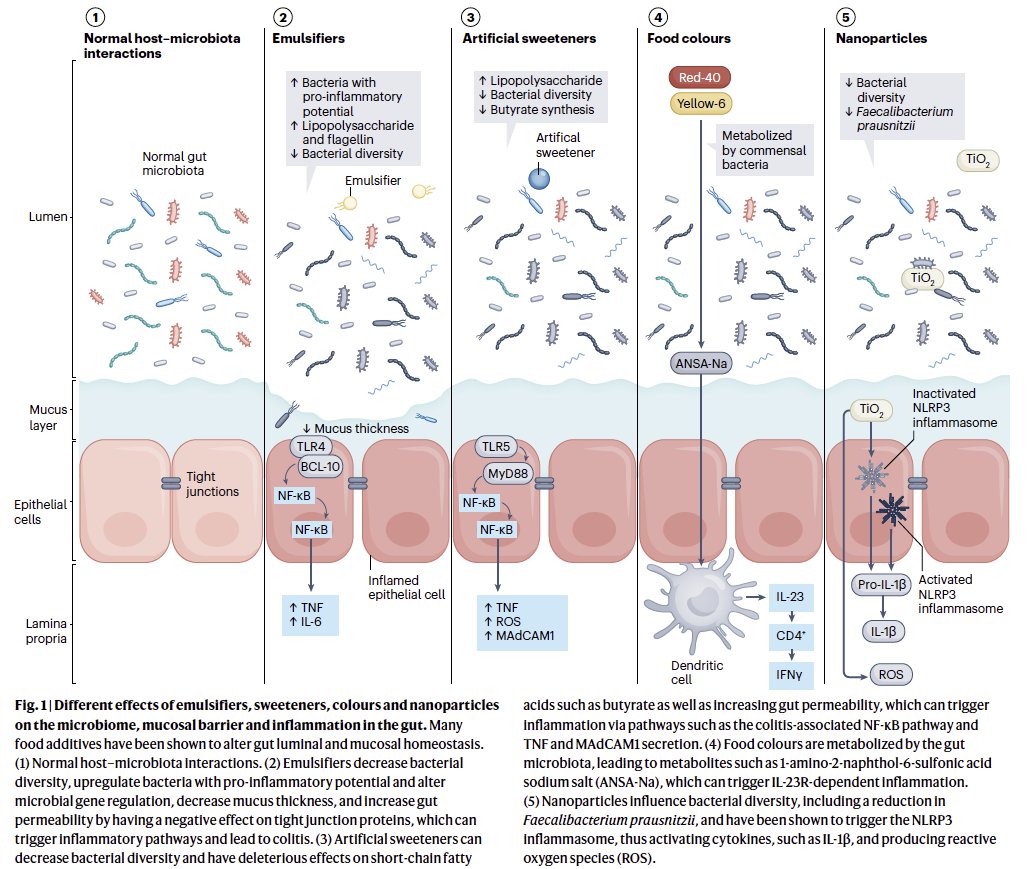 What do #FoodAdditives do to our gut? Mostly pre-clinical (in vitro, animals) @AaronBancil drew this great summary👇🏽 Plus tables and review of studies of ➡️Emulsifiers ➡️Sweeteners ➡️Food colours ➡️Nanoparticles Free to read rdcu.be/dzlO1 #ECCO24 #ECCO2024