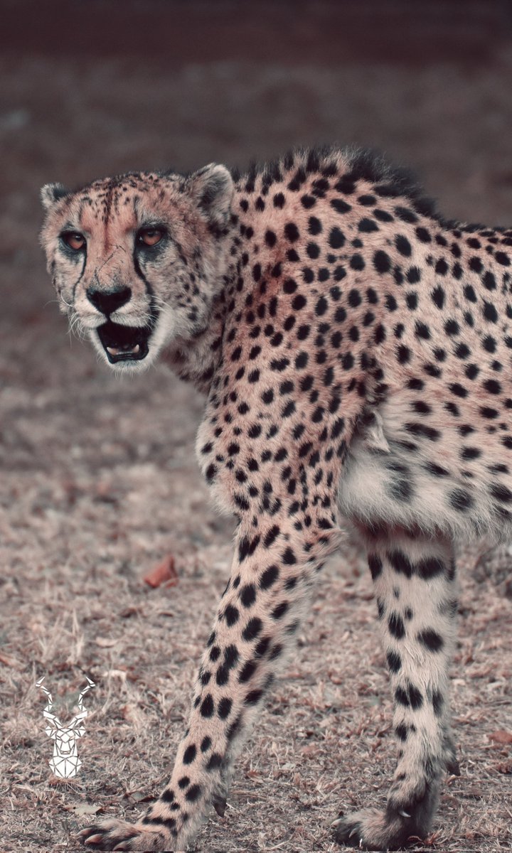 Akima_Lee's tweet photo. C H E E T A H

Loved the facial markings on this cheetah. What a beauty!
.
.
.
#akimaandthewild #wildlifephotographer #wild #cheetah #bigcats #cats #naturephotography #nature #capturethewild https://t.co/NdunK2lGbH
