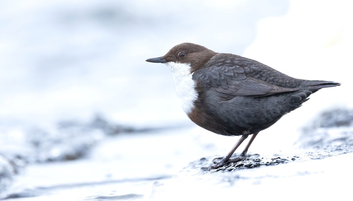 De Zwartbuikwaterspreeuw liet zich vanmorgen waanzinnig bekijken