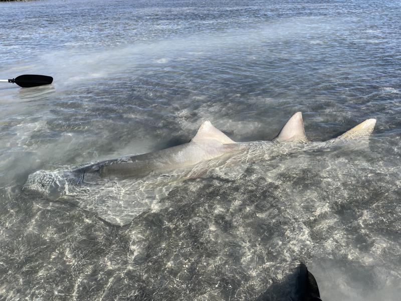 Endangered Sawfish Found Dead Missing its Rostrum in the Florida Keys NOAA’s Office of Law Enforcement offering reward up to $20,000 for information. fisheries.noaa.gov/feature-story/…