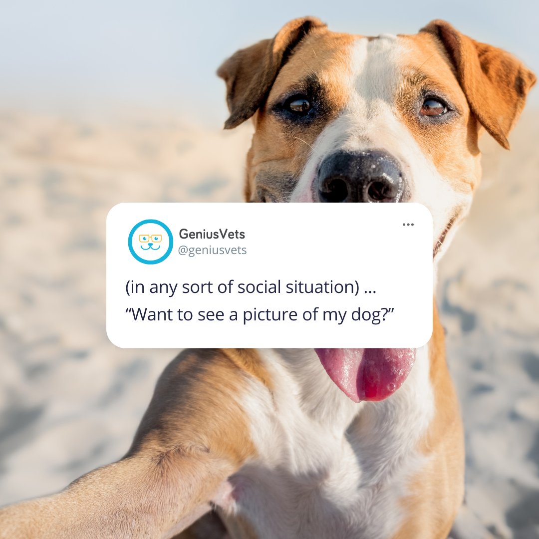 I have approximately 7,913 photos I can choose from... 📷️🐶⁠
⁠
#geniusvets #pethealthresource #veterinary #vetmed #pethealth #petcare #dogtweets #dogquotes #pettweets