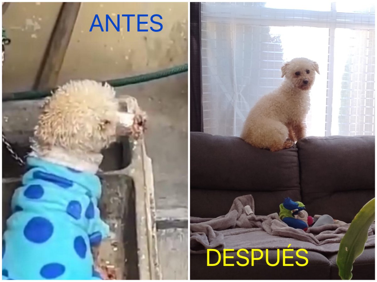 MundoPatitas's tweet photo. El pequeño al que rescatamos de una vivienda donde lo tenían arriba de un lavadero, encadenado y amarrado del hocico,  fue adoptado y ahora es amado, valorado, feliz y vive con dignidad.

#ReescribiendoHistorias
#HechosNoPalabras
#TuDonativoLoHacePosible https://t.co/m6MNKwAgGQ