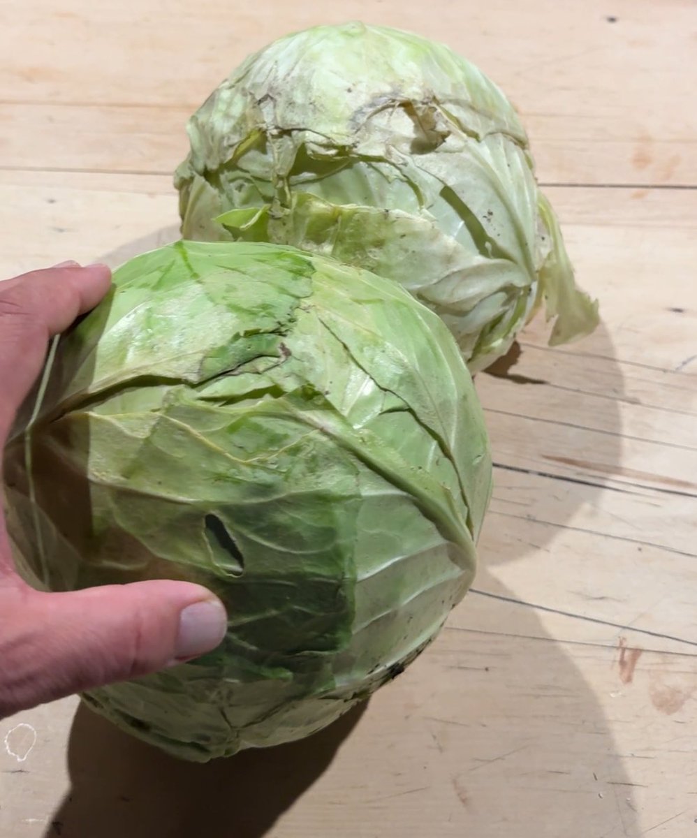 denibevin's tweet photo. @Dame__Jane Well timed, just pulled these from the garden! Is it a sign of age, getting excited about fried cabbage and butter, my how tastebuds change! 🤤 https://t.co/eRKicUh16n