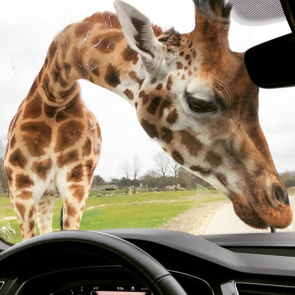 JonnyTravels's tweet photo. Went on a safari and was accosted by a giraffe.
#Netherlands #AutoSafari #Giraffe #Safari https://t.co/Yw0YkOyxKs