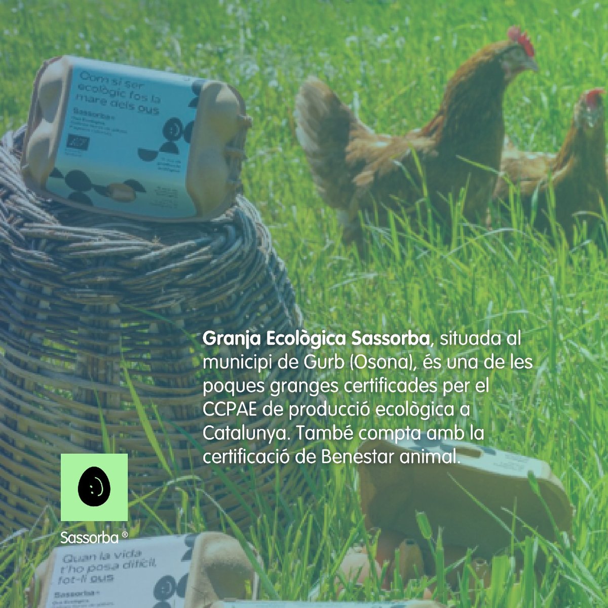 DiskoverApp's tweet photo. Troba restaurants amb uns bons #Ous!
Trobaràs tots els establiments i restaurants a l’usuari @sassorba.ousecologics
#Comerços #Diskover #Catalunya https://t.co/AciYiBSnzk