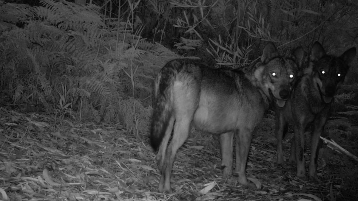 festivalmalaga's tweet image. 📹 Saturno de Daniel Tornero (España)
📹 La Caravana de Aitor Palacios y Núria Clavero (España, México)
📹 Salvaxe, salvaxe de Emilio Fonseca (España)
📹 Aurora de Area Erina (España)

#27FestivalMálaga