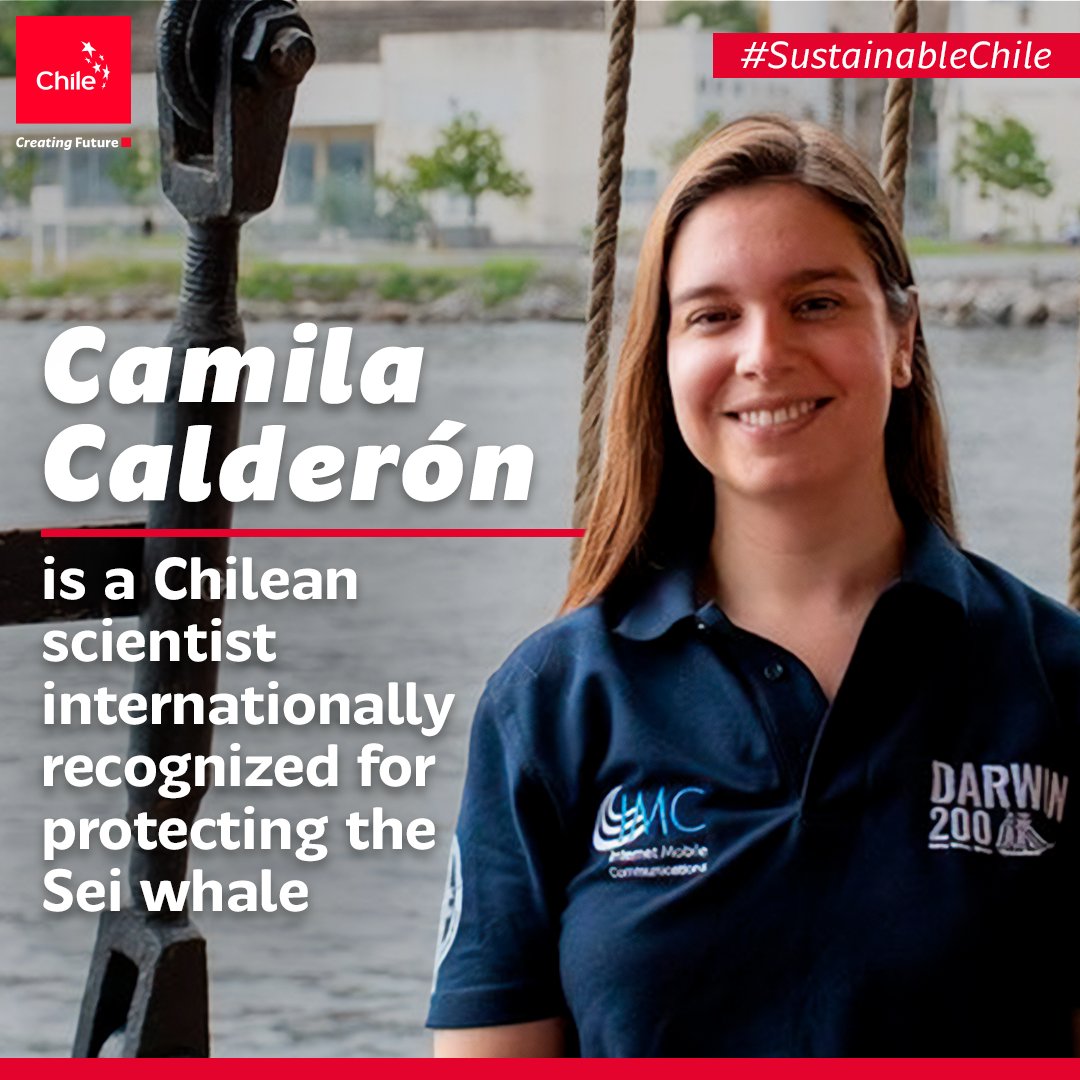 thisisChile's tweet photo. #ChileanPride ✨ Chilean scientist Camila Calderón @cmicalderonq  has been internationally recognized by the British project @darwin200_ 👏.
Camila was acknowledged for her work in marine education and contribution to the Sei whale conservation in Caleta Chome. #SustainableChile https://t.co/da1fV7YLh5