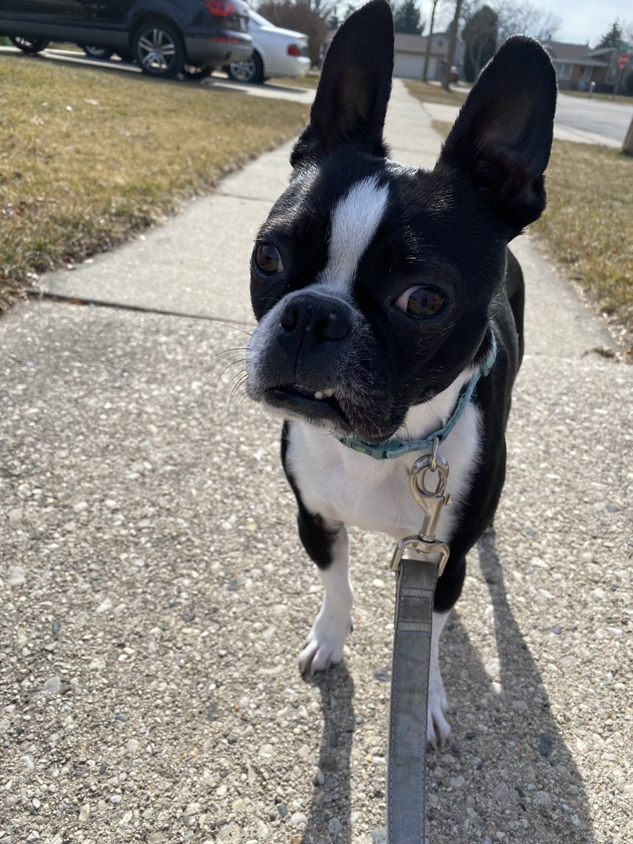 It feels like spring today! 🌺☀️🕶️ Perfect day for a walkie and checking my peemails! Happy Thursday frens!

#FeelsLikeSpring #WarmWeather #DogsofTwitter #Dogsofx #bostonterrier #ThursdayMood