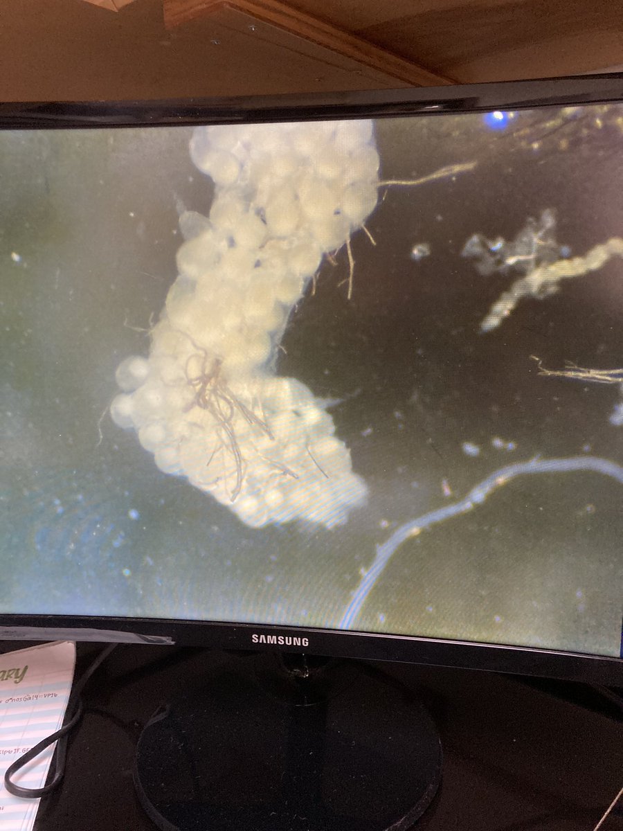 Lauren Anllo (@anllolauren) on Twitter photo A blowfly(?) found its way into the Anllo/<a href="/AblesFlyLab/">Elizabeth Ables</a> fly room today. So what did our students do? Dissect its ovaries, of course! A blowfly(?) found its way into the Anllo/<a href="/AblesFlyLab/">Elizabeth Ables</a> fly room today. So what did our students do? Dissect its ovaries, of course!