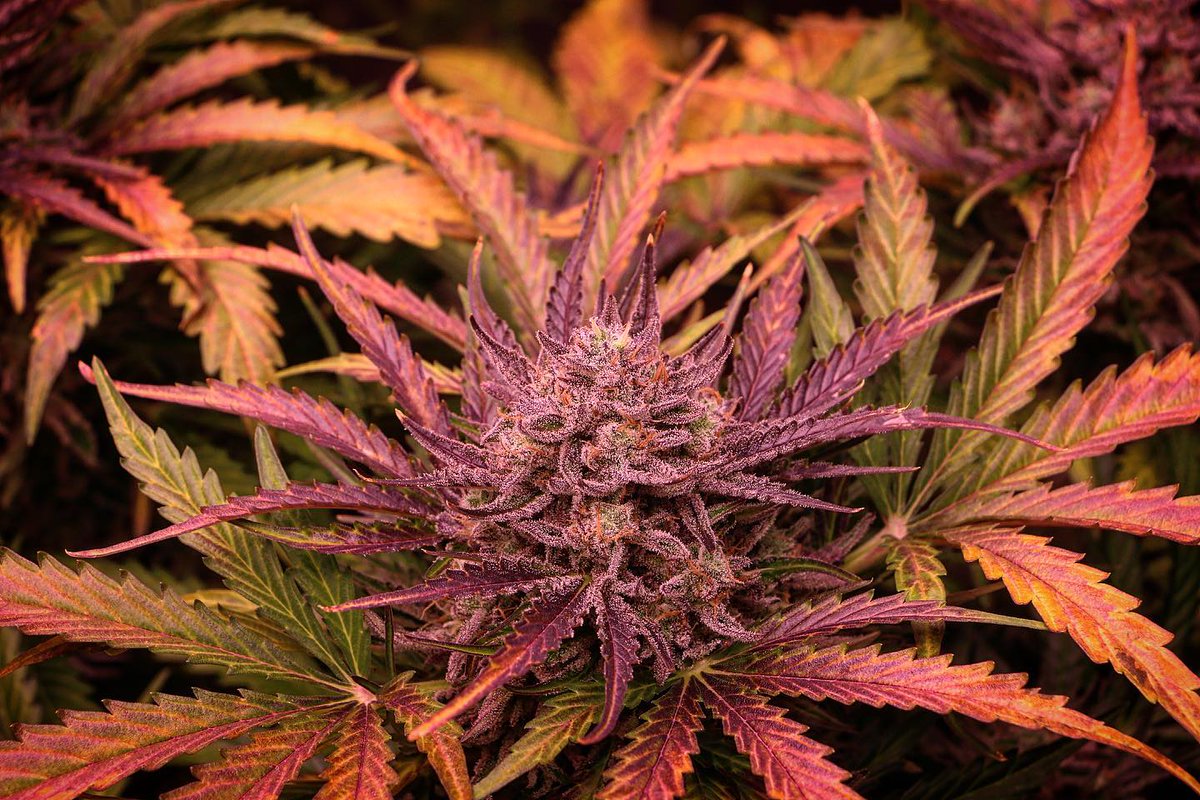 DutchPassion_'s tweet photo. 🍪🌈 #AutoColoradoCookies is an Indica-dominant hybrid with American genetics from the Girl Scout Cookie variety. She is known for her tasty, super sweet and fruity buds. A delight and a must-grow strain for fans of USA cannabis strains! 🗽
More info ➡️ https://t.co/X1B9AfS7i6 https://t.co/2bUsEr91io