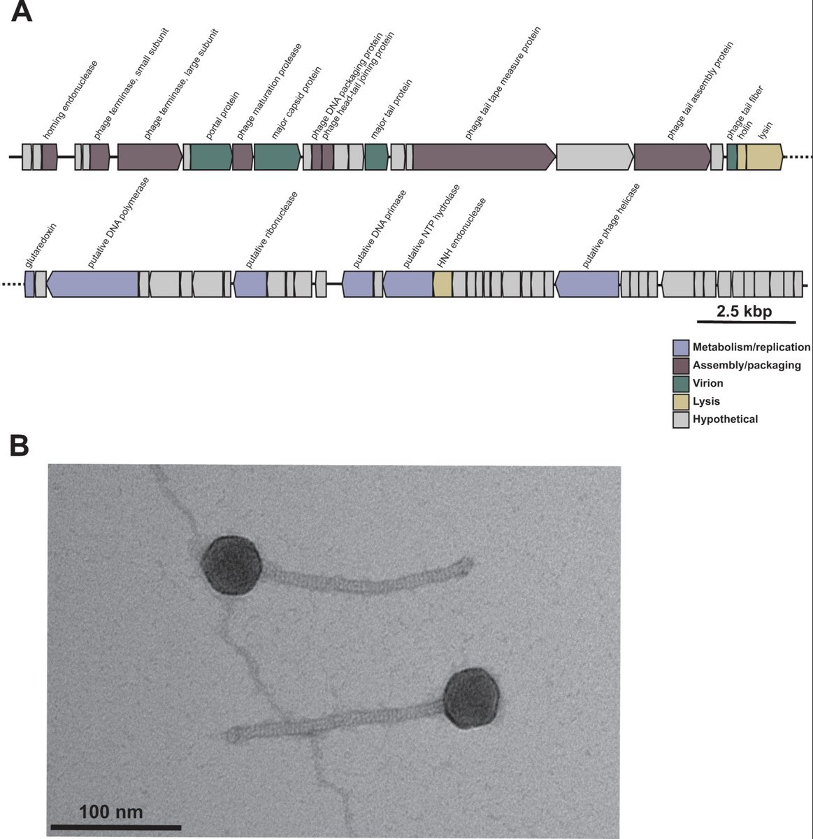 @EmmaSheriff2 and @ShelbyEAndersen from @DuerkopLab recently published a genome announcement for a new phage isolated from water from the Ganges River! Read the entire manuscript here: pubmed.ncbi.nlm.nih.gov/38294211/ @ASMicrobiology #MRAJournal