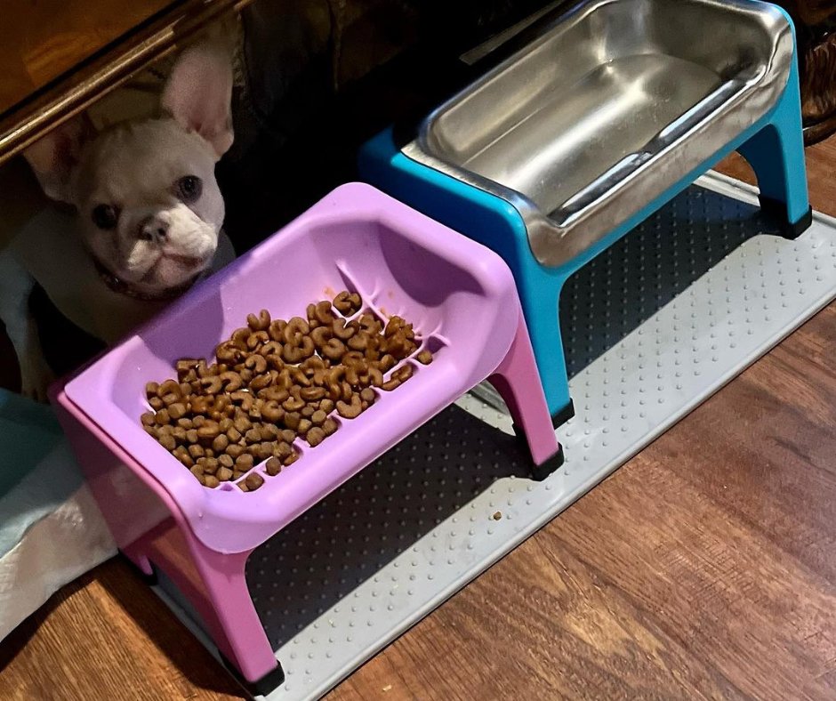 There's no wrong way to eat from the Fluff Trough! 😍😂

#pawtion #flufftrough #dogbowls #dogfeeder #dogaccessories #animalfeeder #feeder #frenchie #frenchbulldog #frenchielove #frenchies #dog #puppy #bulldog #frenchiepuppy #frenchielife #frenchieoftheday #dogs #puppylove