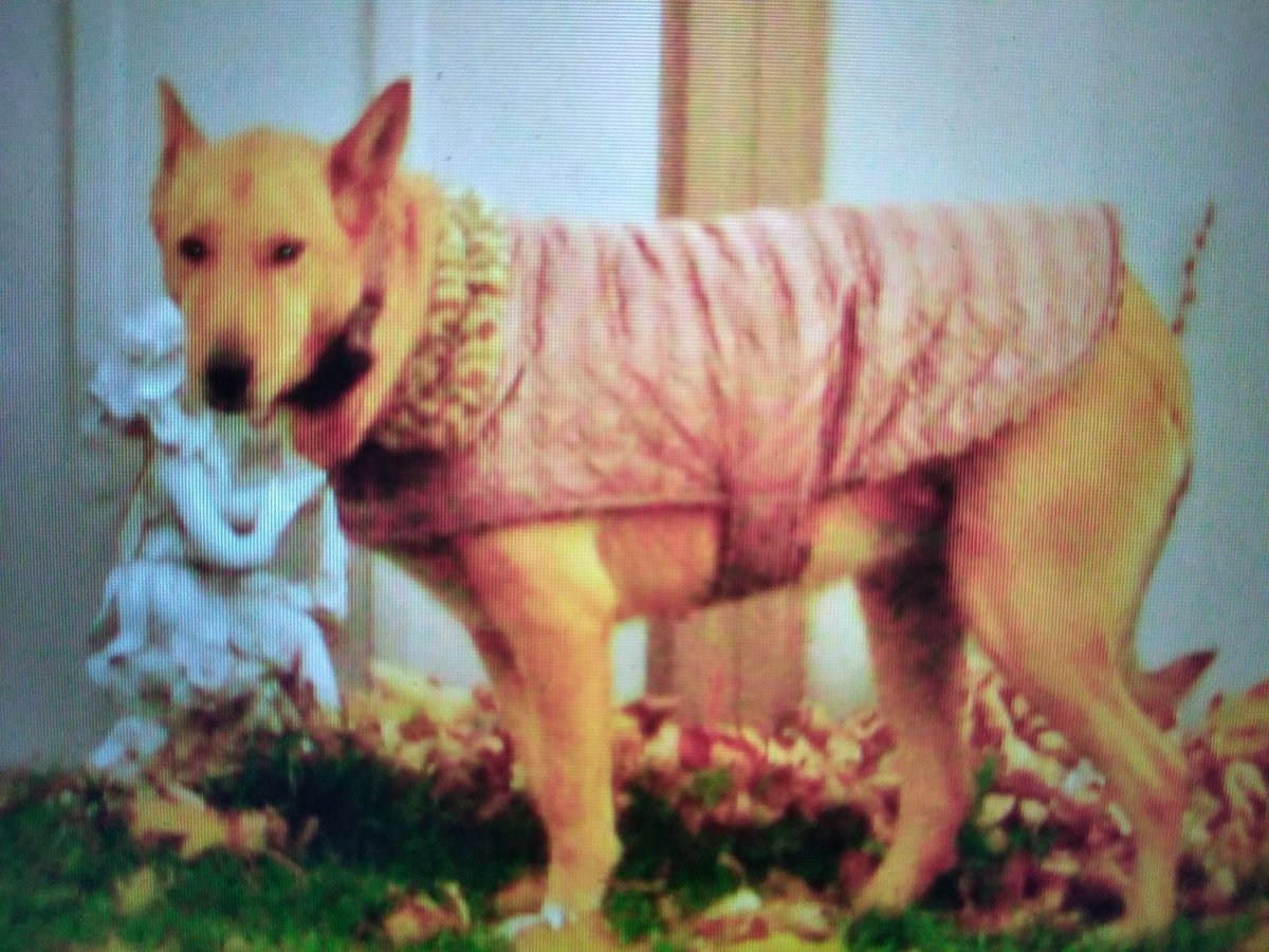 JudyKSwafford8's tweet photo. Love you infinity Precious #ripgirl https://t.co/gBnJOtD153