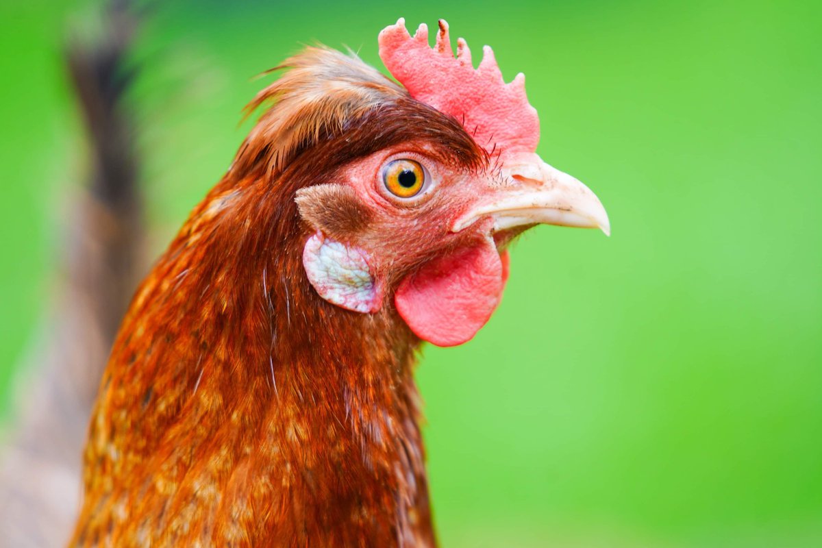 thehenhousefarm's tweet image. #hens #chickens #bestviewing #marcuswareingstalesfromakitchengarden

Take a Quick Look at #BBC2 and Marcus’s amazing programme…. Lots of reasons to keep chickens on there tonight.

If we can help you source beautiful and inquisitive hens just let us know….