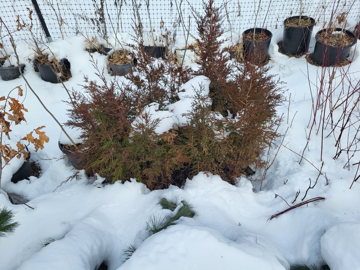 Winter in the Nursery: our #treenursery is a collection of #nativeplants in Black Rock Forest. Instead of discarding seedlings from disturbed locations, we have the opportunity to transplant them. They overwinter in the nursery and are given new homes in the spring.