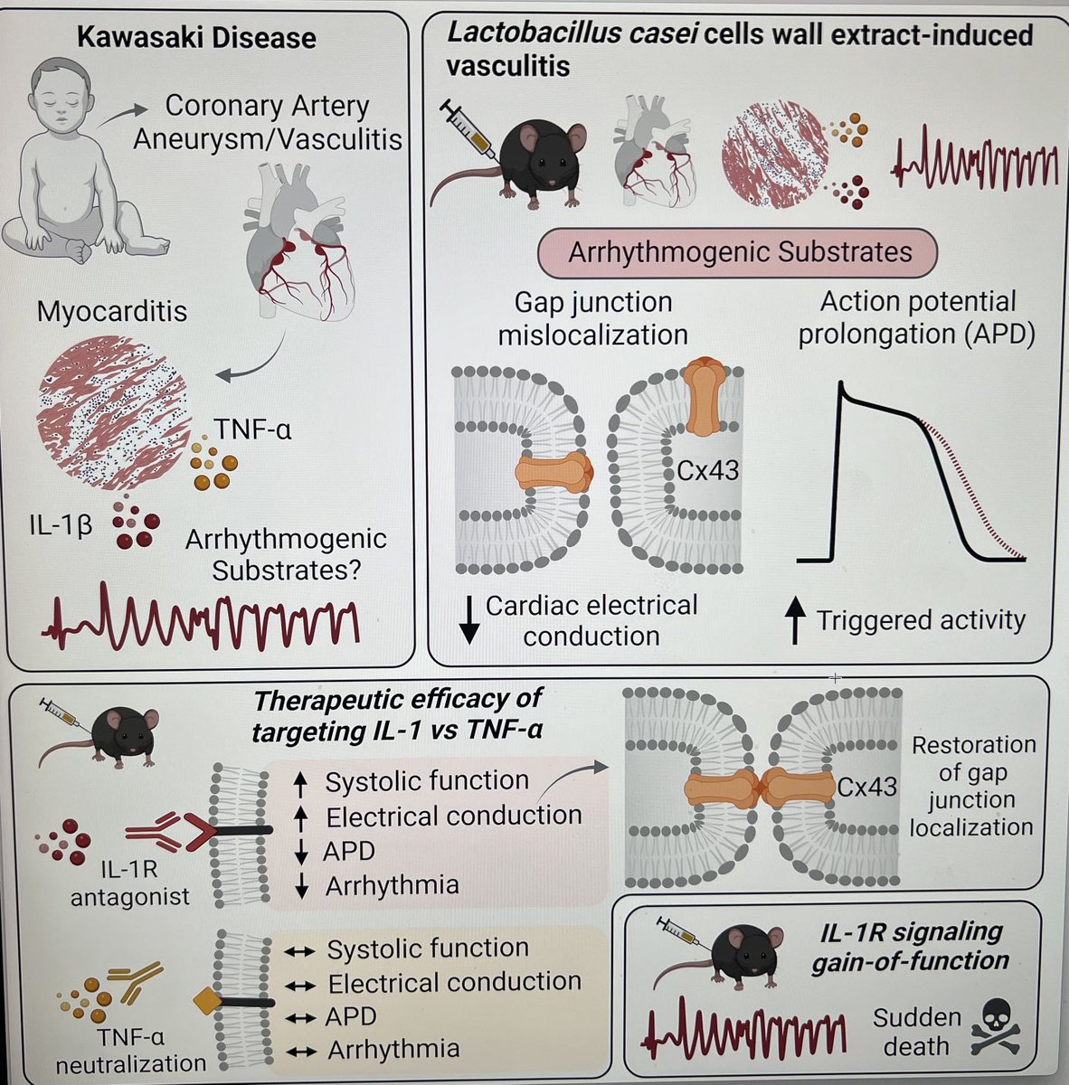 MosheArditiMD (@arditimd) on Twitter photo <a href="/atvbahajournals/">ATVB: An AHA Journal</a>
“Inhibition of IL-1 signaling, but not TNF neutralization, improves myocardial dysfunction, and arrhythmias in LCWE-induced murine model of Kawasaki disease vasculitis”. ahajournals.org/doi/pdf/10.116… <a href="/atvbahajournals/">ATVB: An AHA Journal</a>
“Inhibition of IL-1 signaling, but not TNF neutralization, improves myocardial dysfunction, and arrhythmias in LCWE-induced murine model of Kawasaki disease vasculitis”. ahajournals.org/doi/pdf/10.116…