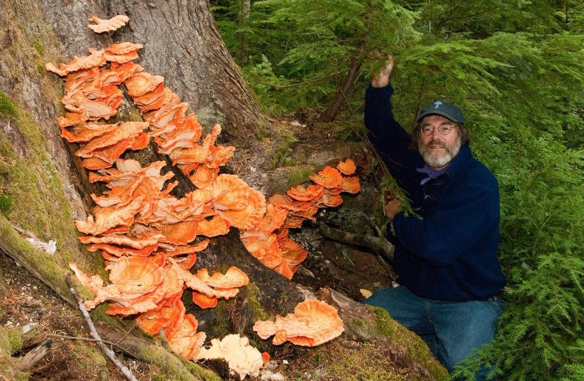 Look at these glorious chicken of the woods! Anyone else ready for foraging season? 🙋🏼‍♂️#tbt