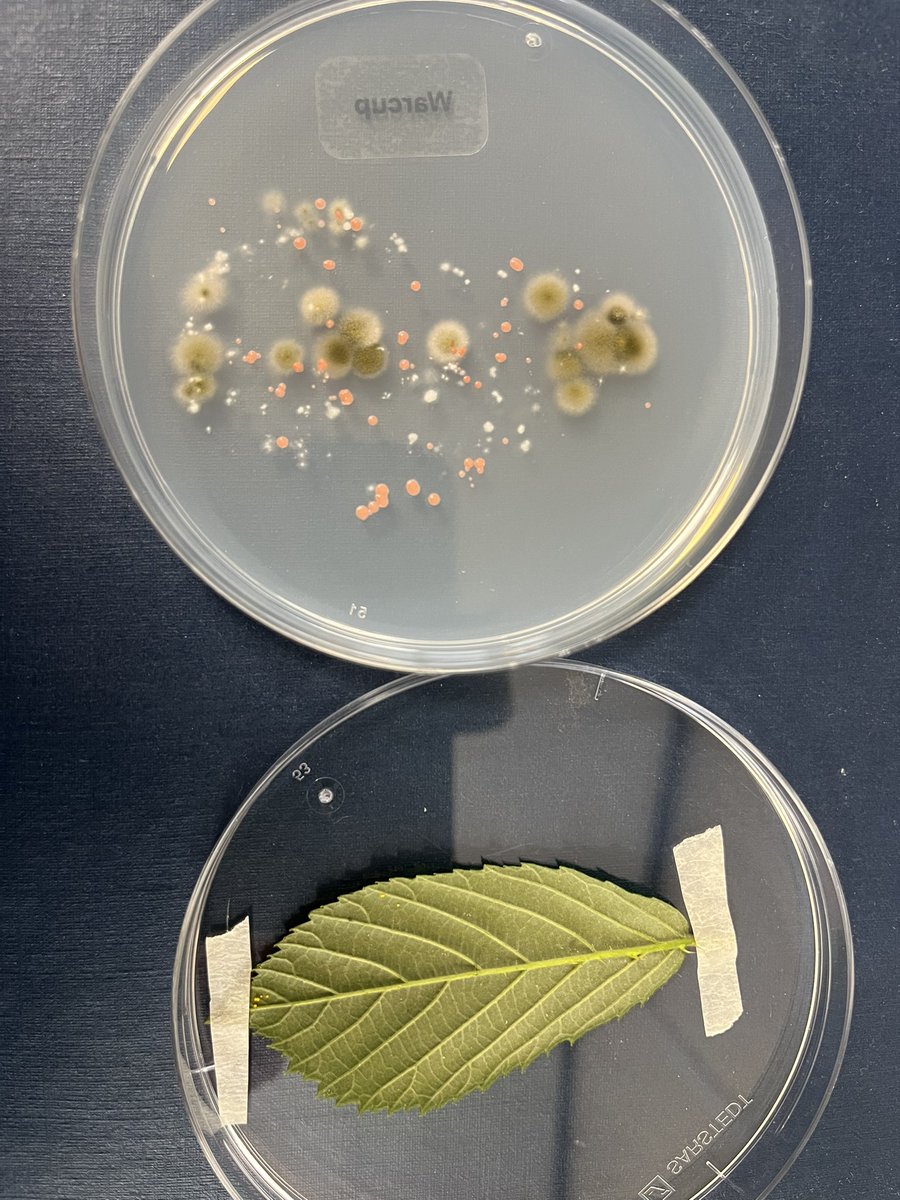 First year microbiology practicals @UoBbiosciences. Students are looking at fungi that live on leaves. This cool experiment was shown to me by a now retired colleague. The leaf never touches the agar, but the fungi fire off spores giving a perfect image of the leaf.