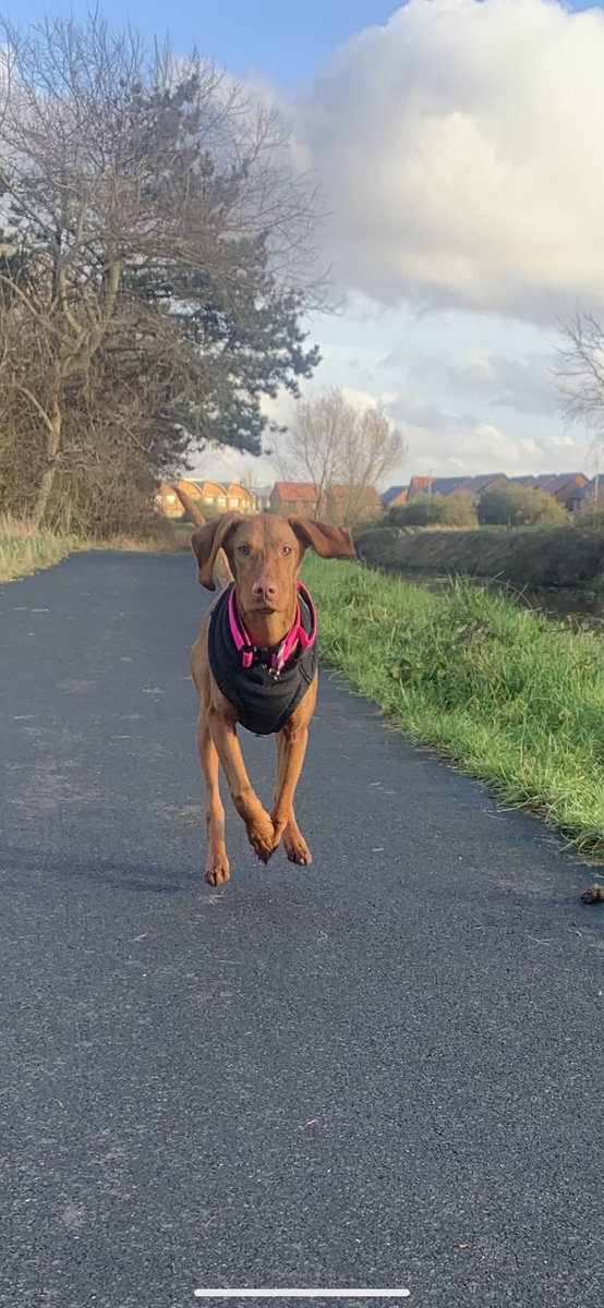 Michelle Harrison tweet media