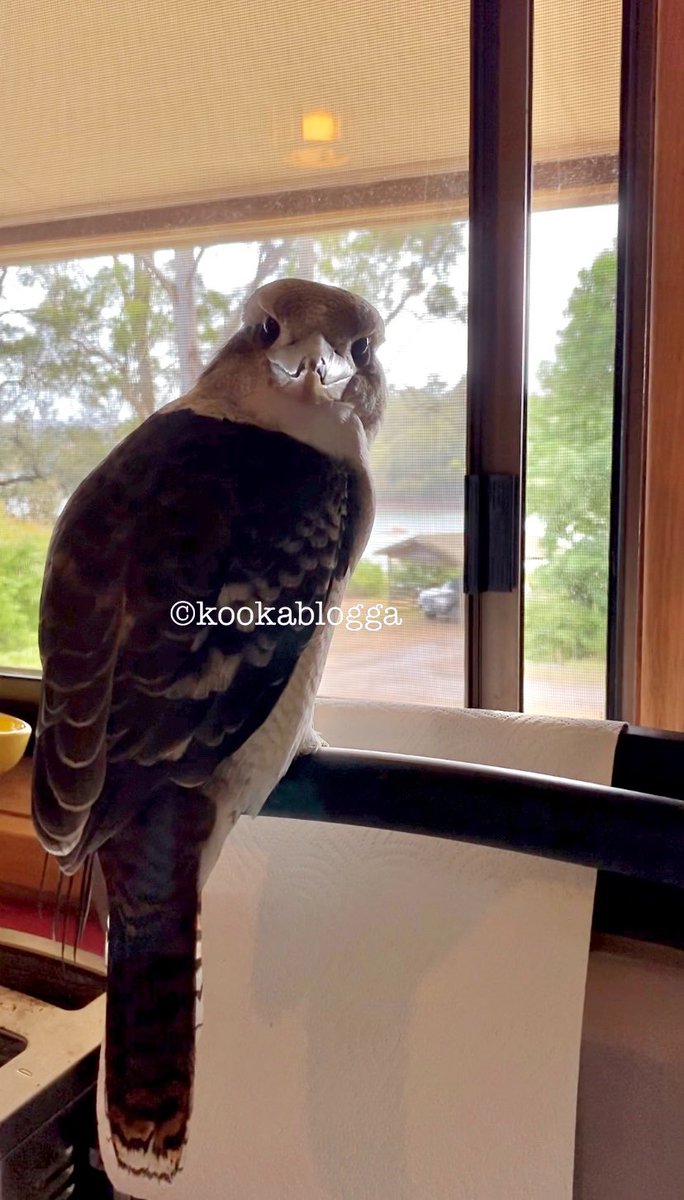 Wanting to be in the kitchen with me, keeping guard while I wash blackberries. BirdWorld is NUTS today. 
#kookalife #EggBurra