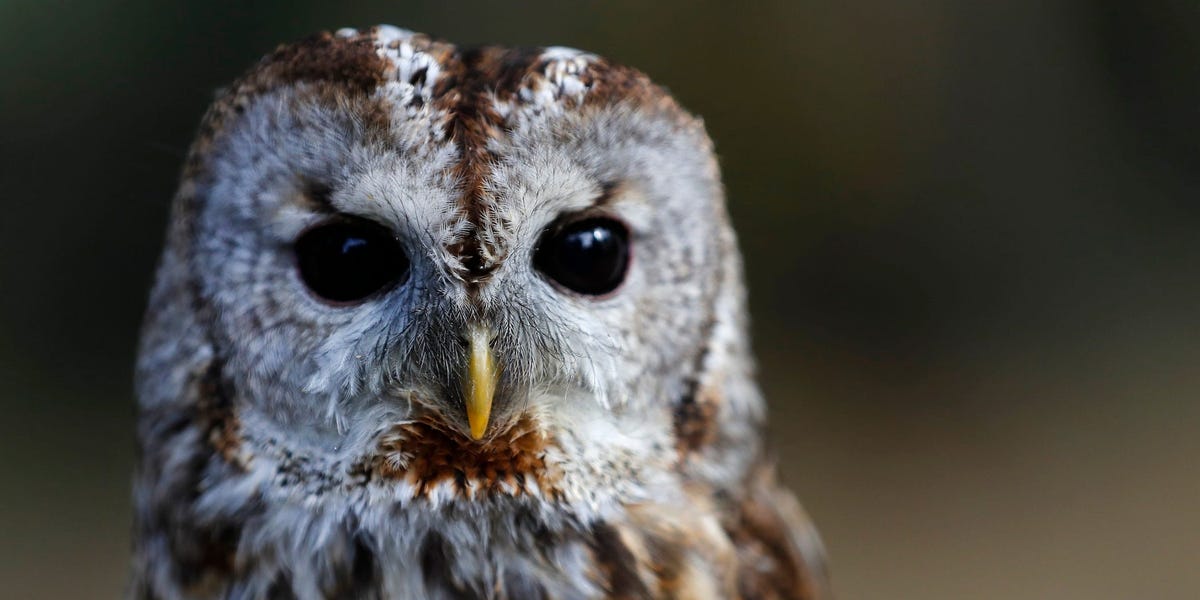 Superb Owl weekend has arrived! Enjoy the fruits of your typo. dlvr.it/T2Zndz