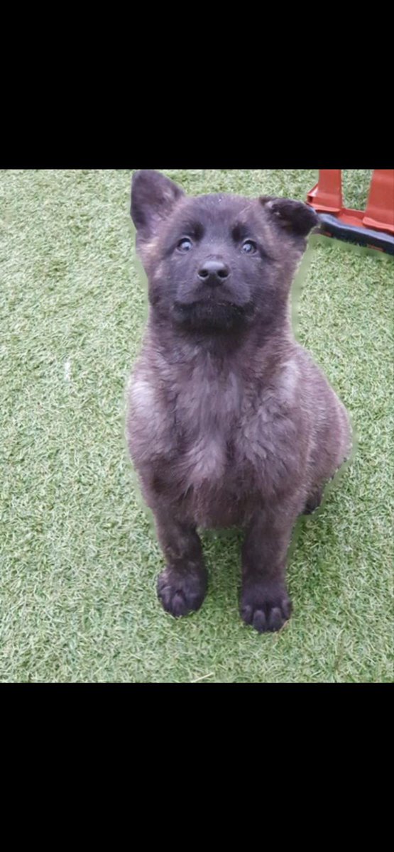 K9_Core's tweet photo. Remember this little guy from our #pup2pd programme?
Congratulations to Hundenkraft PD Taggart ๐ who has stepped up his crime fighting skills in and is has now also passed his firearms course.
A dog is only as good as the handler, and these two together make a cracking team ๐ฅ https://t.co/lKrlcutZzf