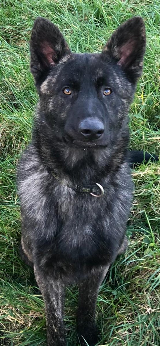 K9_Core's tweet photo. Remember this little guy from our #pup2pd programme?
Congratulations to Hundenkraft PD Taggart ๐ who has stepped up his crime fighting skills in and is has now also passed his firearms course.
A dog is only as good as the handler, and these two together make a cracking team ๐ฅ https://t.co/lKrlcutZzf