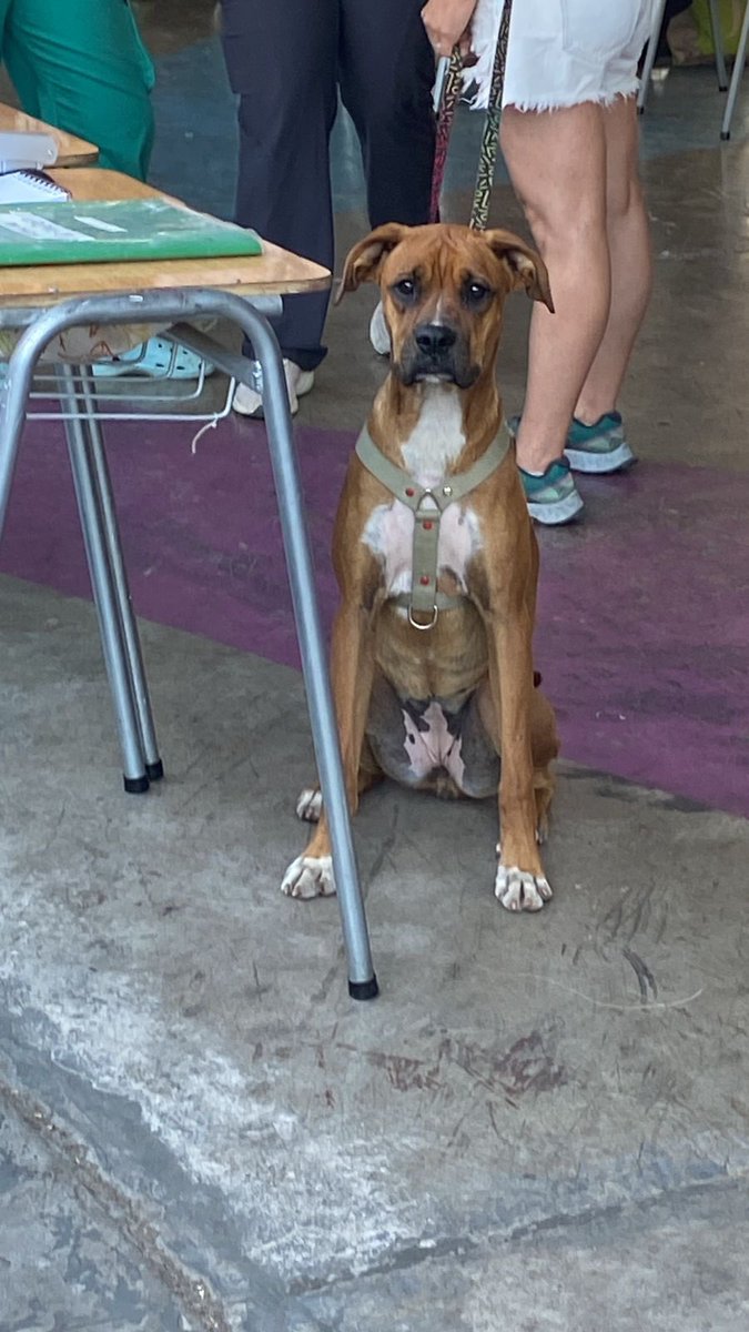 Carito21SA's tweet photo. Miren su cara de tristeza! Ayuda por favor!!!!! https://t.co/r47Mzdcu5M