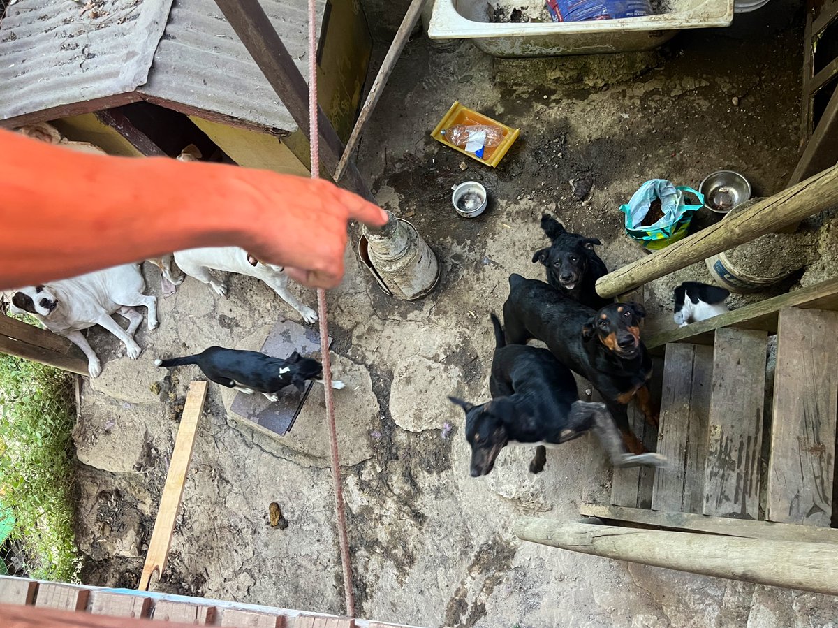 carolinapinoc's tweet photo. Chicos hoy conocimos a don Jorge junto a la Vale, necesita urgente armar canil para sus perritos, los salvó a todos, solo uno tiene quemaduras! Por favor! Y manos q ayuden para armar canil! Vamos x ayuda a don Jorge!!! A él solo le importan sus perritos! https://t.co/OqMdWRiWLl